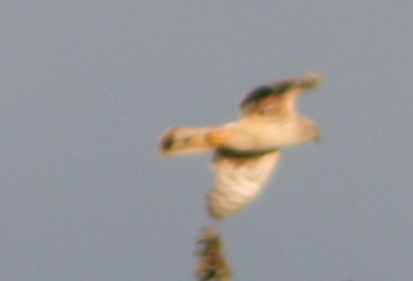 Falco??